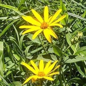 Meet your Posher, Sherry